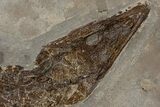 Fossil Alligatoroid (Diplocynodon) - Museum Quality #240309-2